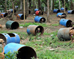 菲律宾圣巴勃罗，一群从斗狗场获救的狗，暂时住在用钢桶做的临时狗屋。摄于2012年4月3日(TED ALJIBE/AFP)