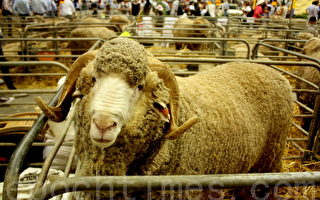 復活節農展會增加更多節目 羊毛拍賣回歸