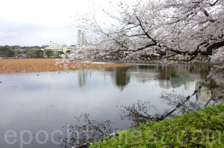 上野公园之春樱花枝头已十分 东京 大纪元