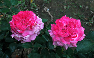 玫瑰新品種  花瓣漸層變色