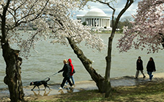 美国最古老的樱花树