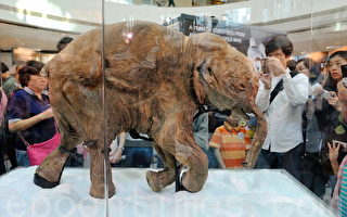 香港展出冰封四万年长毛象
