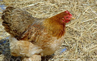 美田納西州發現首例高致病性禽流感病毒
