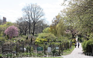 芬威球場百年慶 順遊維多利亞公園