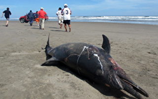 秘鲁近900只海豚离奇死亡 专家调查原因