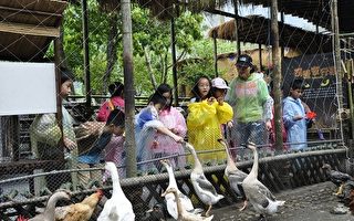 宜蘭綠博的快樂牧場上，小朋友菜田裡尋寶，抓蟲餵鵝。（宜蘭縣政府提供）
