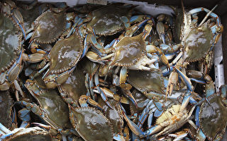 切萨皮克海湾螃蟹数量大幅回升