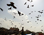 印度新德里，一名男子喂食野鸟。摄于2012年4月30日(SAJJAD HUSSAIN / AFP)