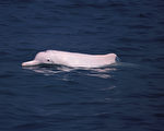 瀕臨絕種的台灣中華白海豚