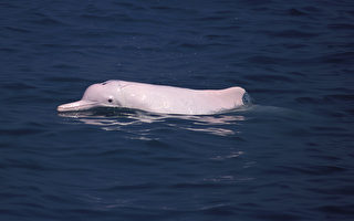 濒临绝种的台湾中华白海豚