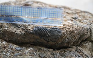 台湾20亿年前化石留有7公分小矮人鞋印