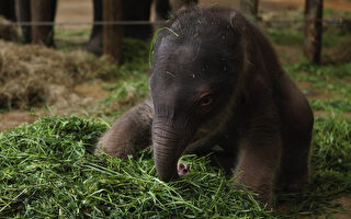 組圖：德國動物園新生亞洲象亮相