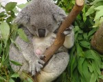 無尾熊坐月子  動物園參觀勿擾