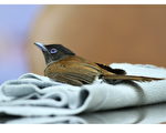 師生協力 搶救珍貴紫綬帶鳥