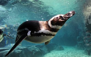 组图：加州水族馆 企鹅展登场
