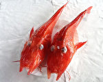 「龍頭蝦身」怪魚  台灣首見