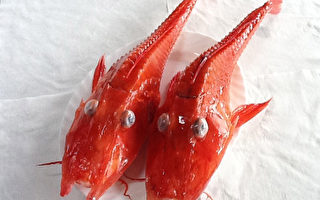 “龙头虾身”怪鱼  台湾首见