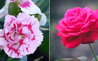 為什麼用玫瑰代表愛情 康乃馨代表母愛呢？