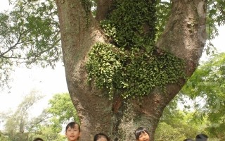 南投市立托兒所幼兒們手拉手圍著樹婆婆，響應國際地球日保護老樹愛護地球活動。（攝影：林萌騫/大紀元）