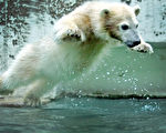 當地時間2012年6月6日，德國伍珀塔爾，當地動物園新出生的北極熊「阿諾莉」(Anori)首次出現在公眾面前。(CAROLINE SEIDEL/AFP)