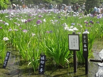日本葛饰区“堀切菖蒲园”有二百种，六千株菖蒲花,一一给与古雅的、诗情画意的名字。（摄影：容乃加）