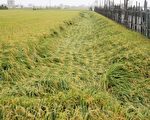 连日豪雨不断 彰稻米收割不及