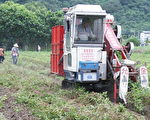 雨停后 花县农民抢收花生