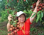 八卦山黑叶荔枝成熟 上山采果趣