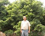 糯米荔枝銳減9成  集集果農難度日