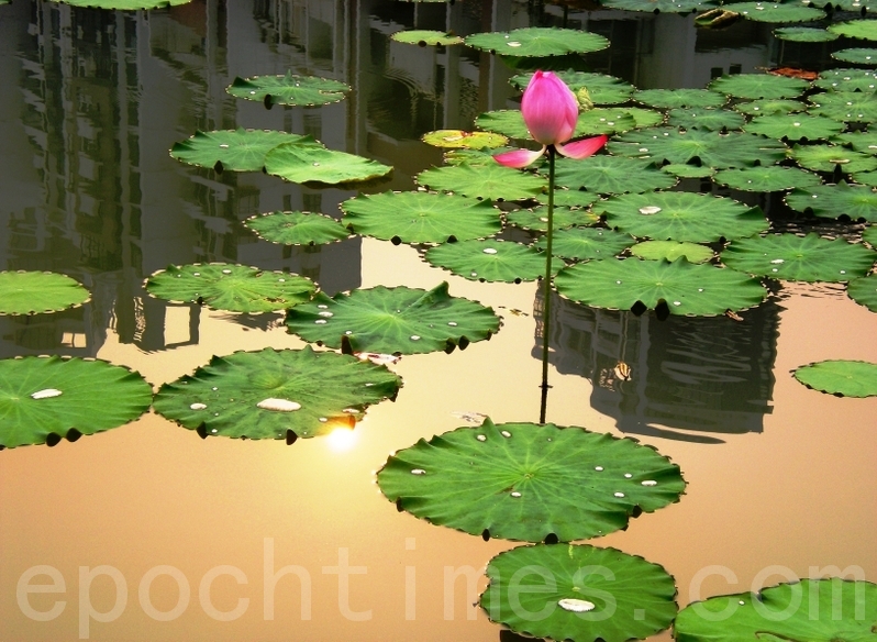 荷塘月色 荷塘月色(Moonlight over the Lotus Pond) - NLB - OverDrive
