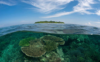 亞洲大三角珊瑚礁 85％岌岌可危
