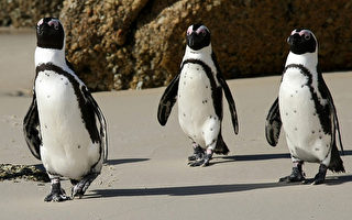 水族館七非洲企鵝以社區命名