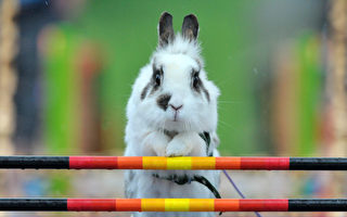 组图：德国耶拿举行兔子跳跃竞赛