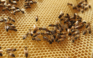 为救蜜蜂 法国禁用先正达杀虫剂
