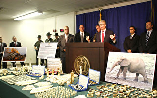 紐約繳獲非法象牙飾件 值2百萬