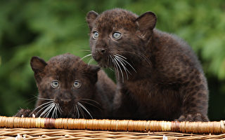 組圖：德柏林動物園 雙胞胎小黑豹亮相