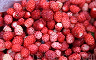 在法国摘野草莓 自制果酱