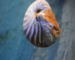 乌贼表亲“鹦鹉螺” 海生馆喂食秀