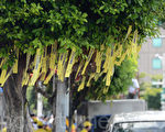 營救鐘鼎邦的黃絲帶飄滿整個台灣總統府前的凱達大道。（大紀元）