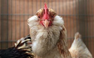 澳州市场鸡肉价格本周起可能会大涨