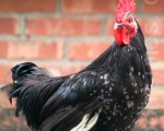 雞頭勝砒霜 揭醫生拒吃的8種肉類