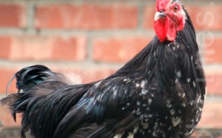 鸡头胜砒霜 揭医生拒吃的8种肉类