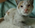 上海偷渡来美小猫“你好”康复中等待领养