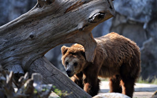 餵食加國灰棕熊 華人遊客險被罰2.5萬元