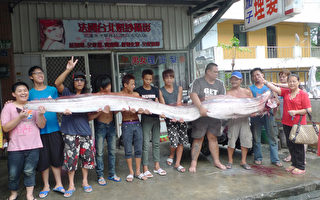 颱風來襲  地震魚湊熱鬧