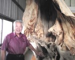 2千年桧木古董 树瘤奇妙怪稀