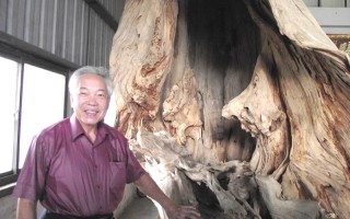 2千年檜木古董 樹瘤奇妙怪稀