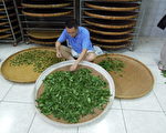 梅山鄉農會製茶技術競賽