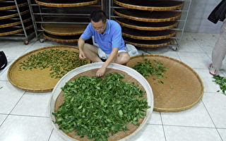 梅山鄉農會製茶技術競賽