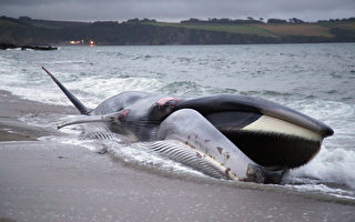英國一頭雌性長鬚鯨海岸擱淺而亡